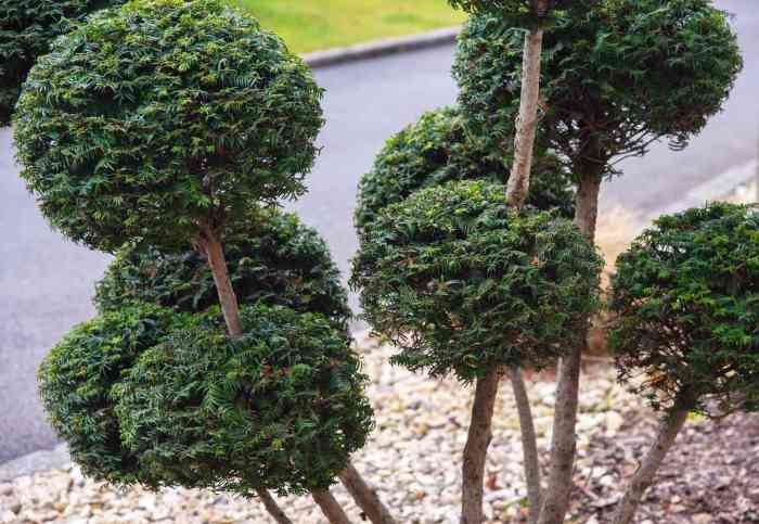 Decorative Evergreen Trees