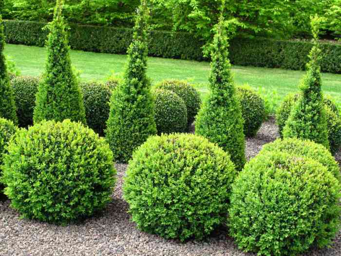 Decorative Evergreen Trees