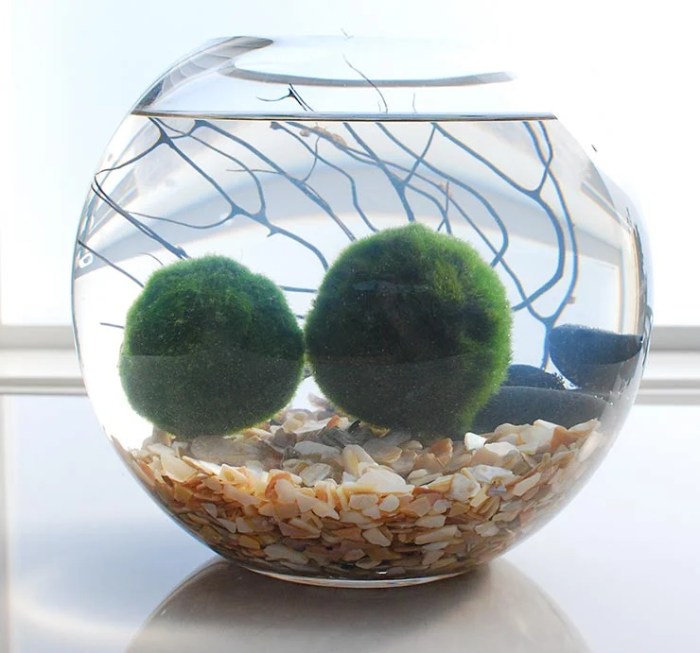 Moss Balls Decor A Comprehensive Guide