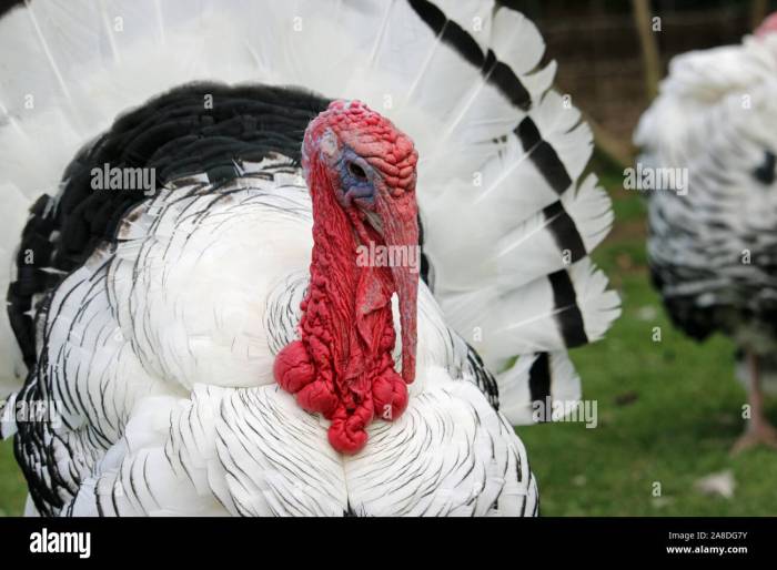 Decorative Turkey A Comprehensive Guide